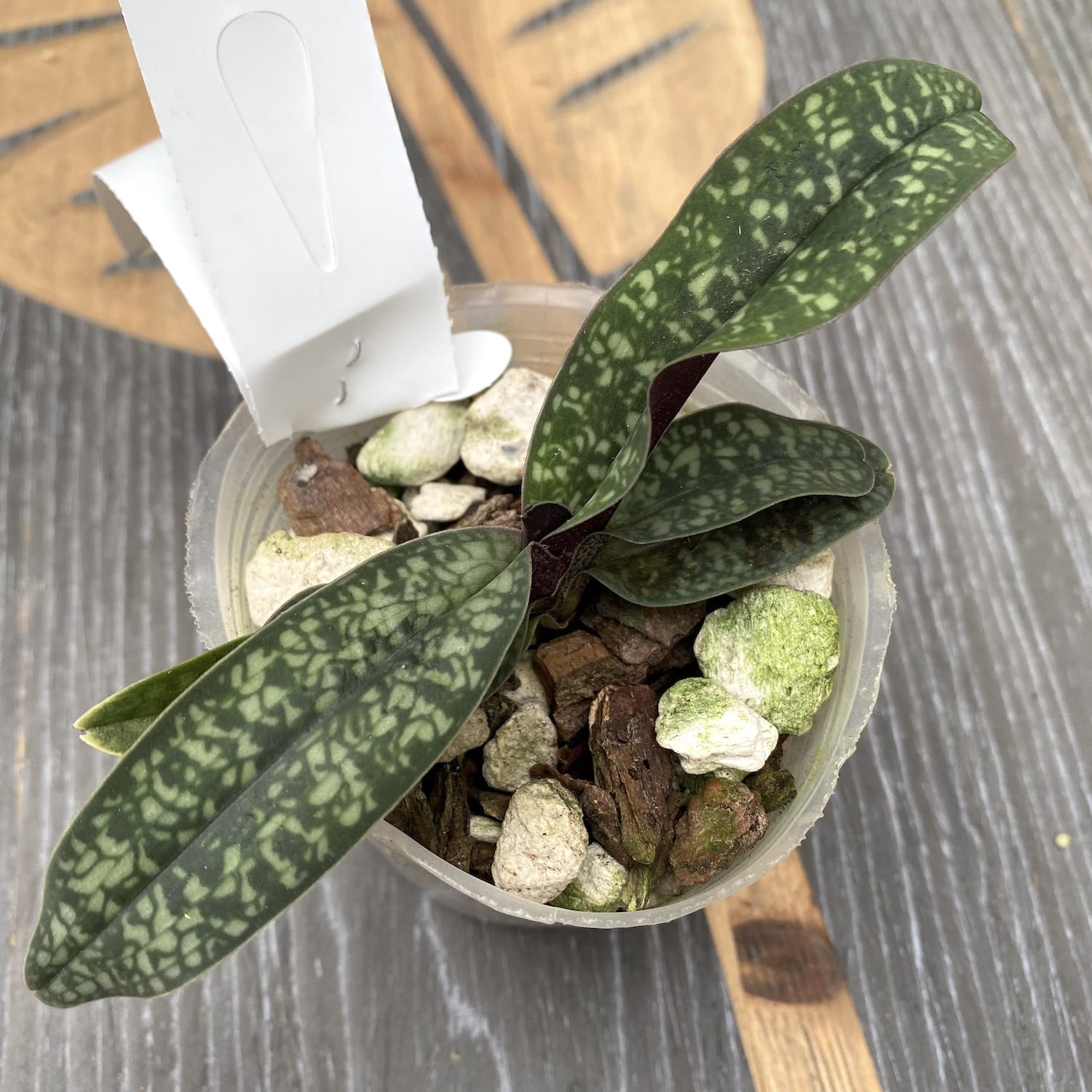 Paphiopedilum Deception II (niveum 'Snowball' x delenatii 'Angel')