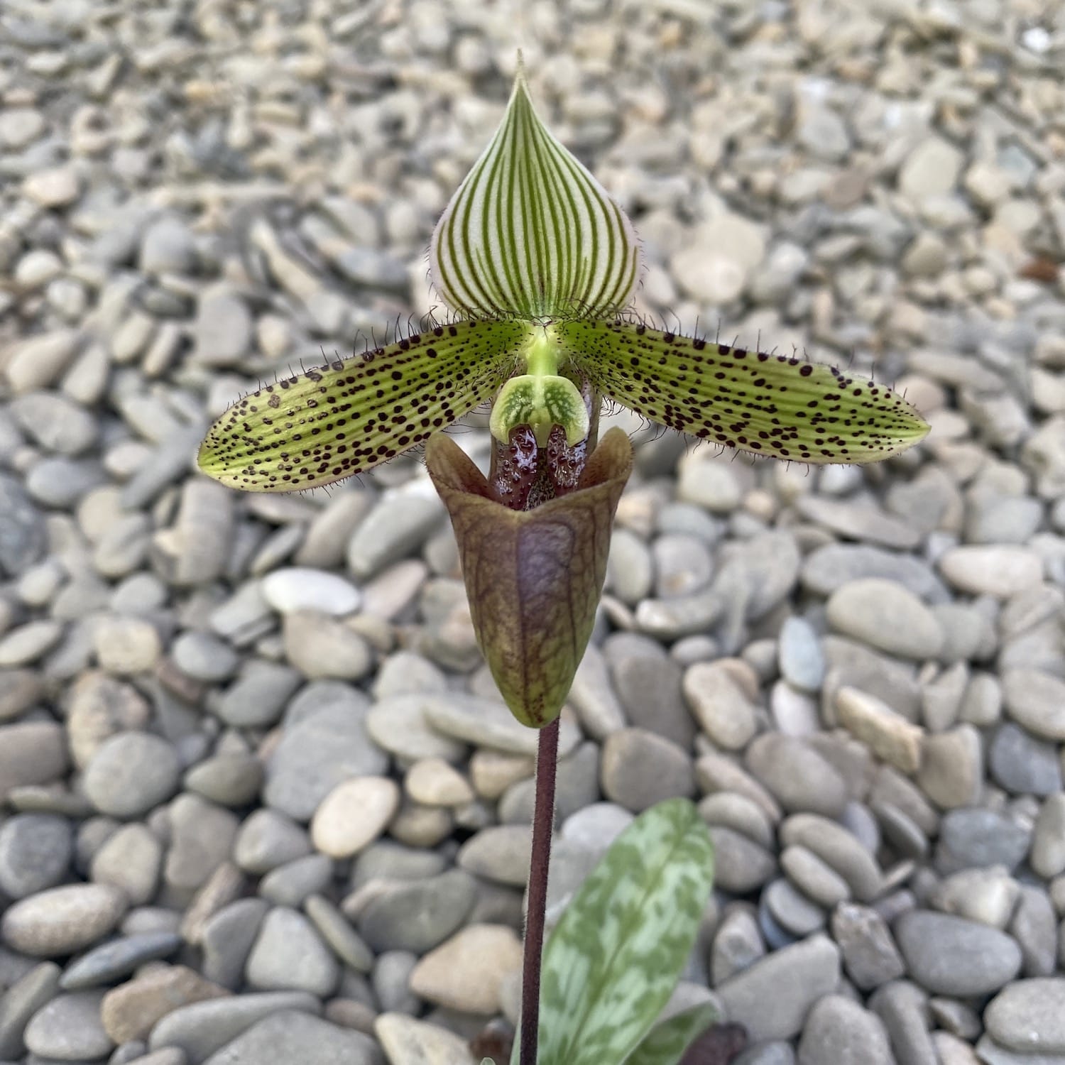 Paphiopedilum Dr. Hans-Georg Preißel