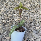 Paphiopedilum Dr. Hans-Georg Preißel