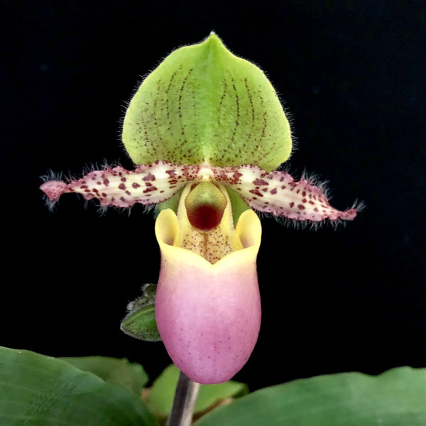 Paphiopedilum Pinocchio (glaucophyllum x primulinum) secvential/multiflower