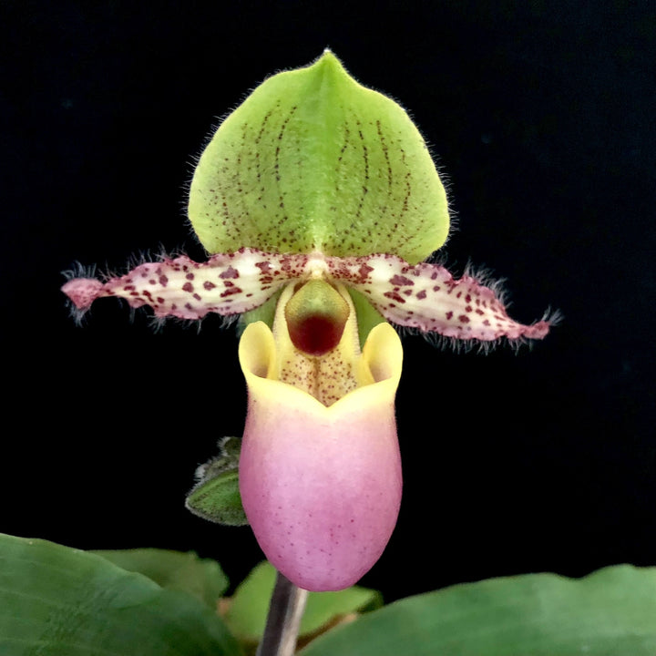 Paphiopedilum Pinocchio