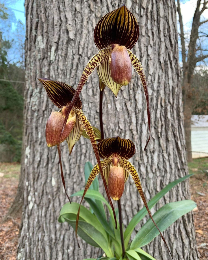 Paphiopedilum Wössner Black Wings