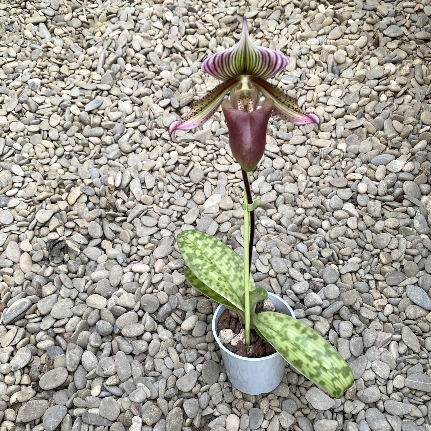 Paphiopedilum callosum 'Big' x sukhakulii