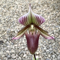 Paphiopedilum callosum 'Big' x sukhakulii