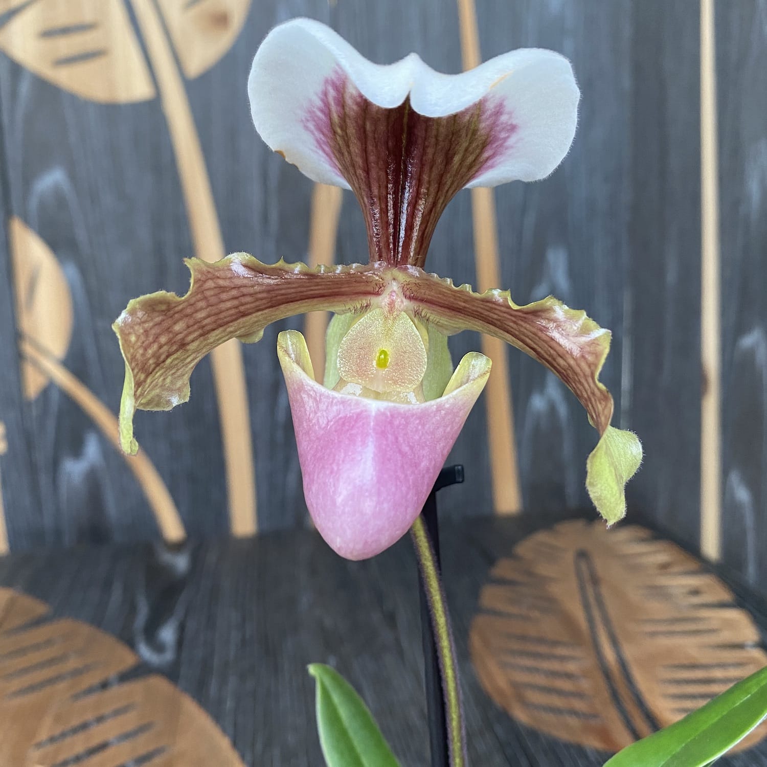 Paphiopedilum hibrid 01