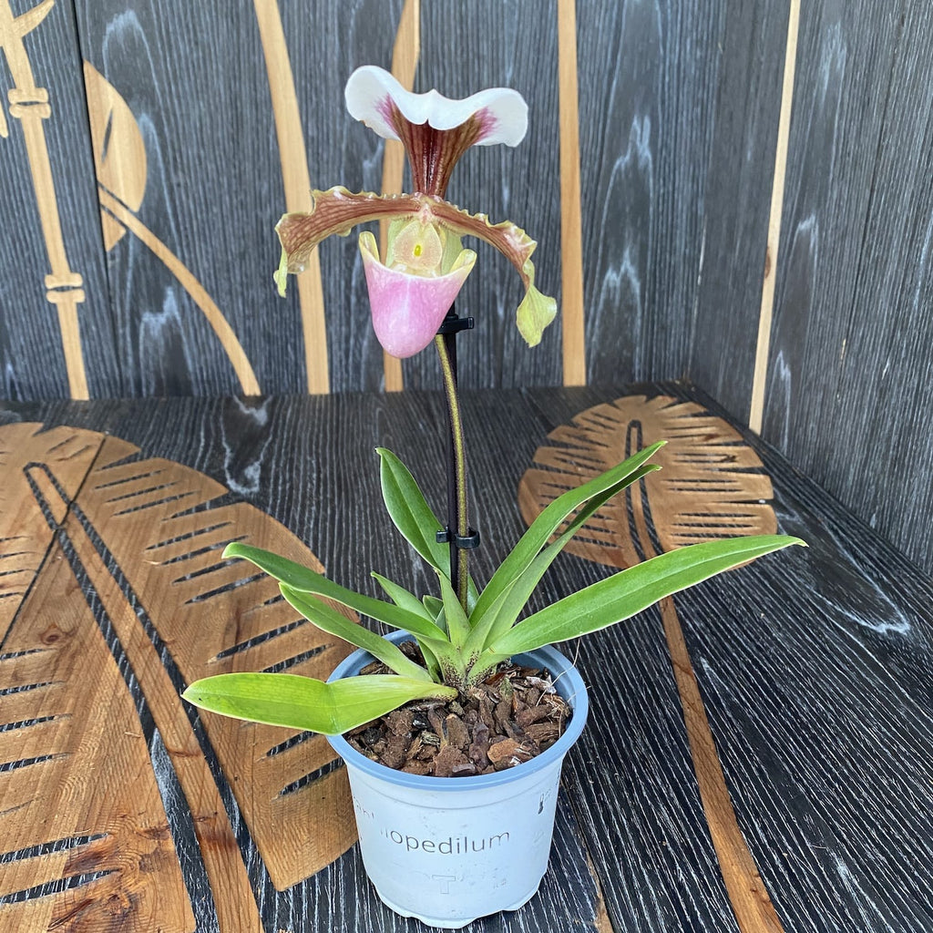 Paphiopedilum hibrid 01