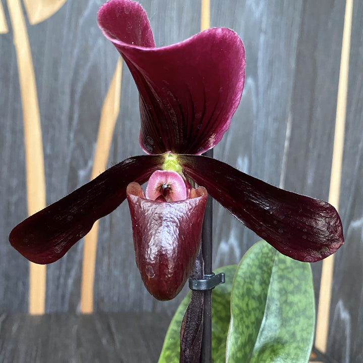 Paphiopedilum maudiae 'Black Jack'