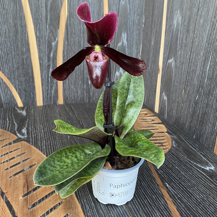 Paphiopedilum maudiae 'Black Jack'