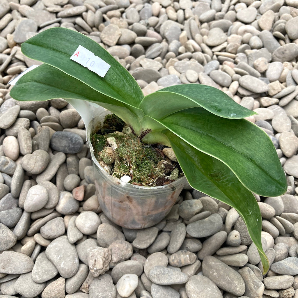 Paphiopedilum niveum × Valwin