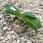 Paphiopedilum niveum × Valwin