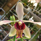 Papilionanthe taiwaniana* duftende Blüten