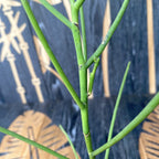 Papilionanthe taiwaniana* duftende Blüten