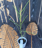 Papilionanthe taiwaniana* duftende Blüten