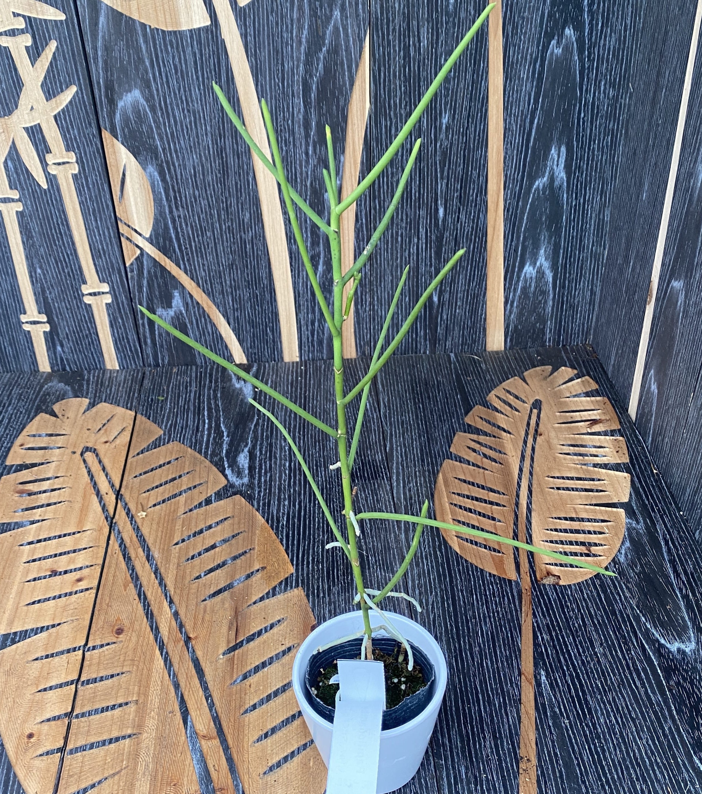 Papilionanthe taiwaniana* duftende Blüten