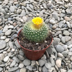 Parodia chrysacanthion 'Golden Powder Puff'