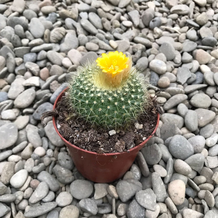 Parodia chrysacanthion 'Golden Powder Puff'