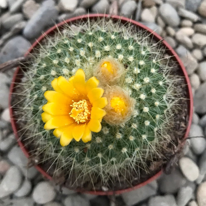 Parodia chrysacanthion 'Golden Powder Puff'