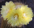 Notocactus leninghausii (Parodia leninghausi)