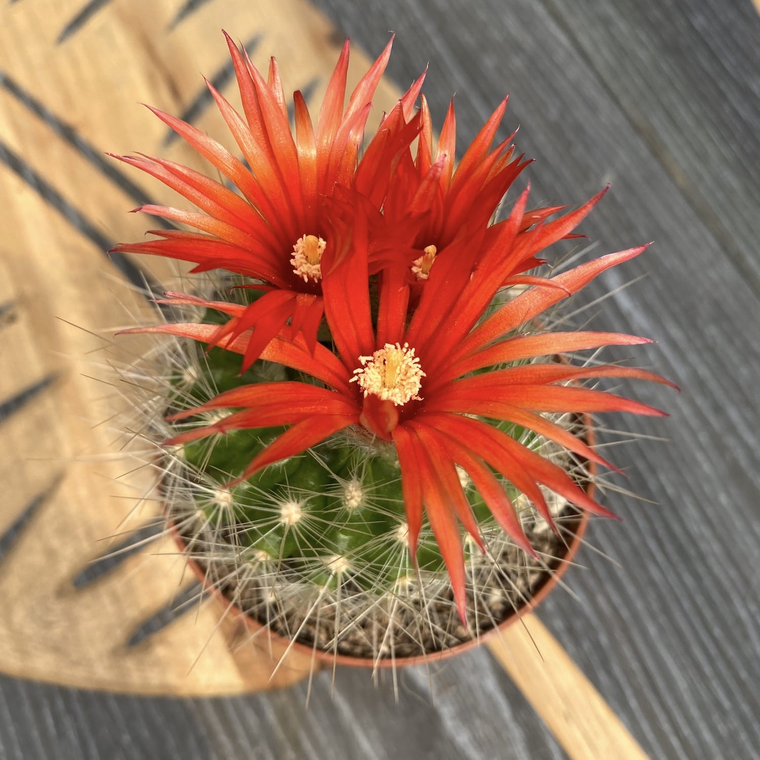Parodia penicillata