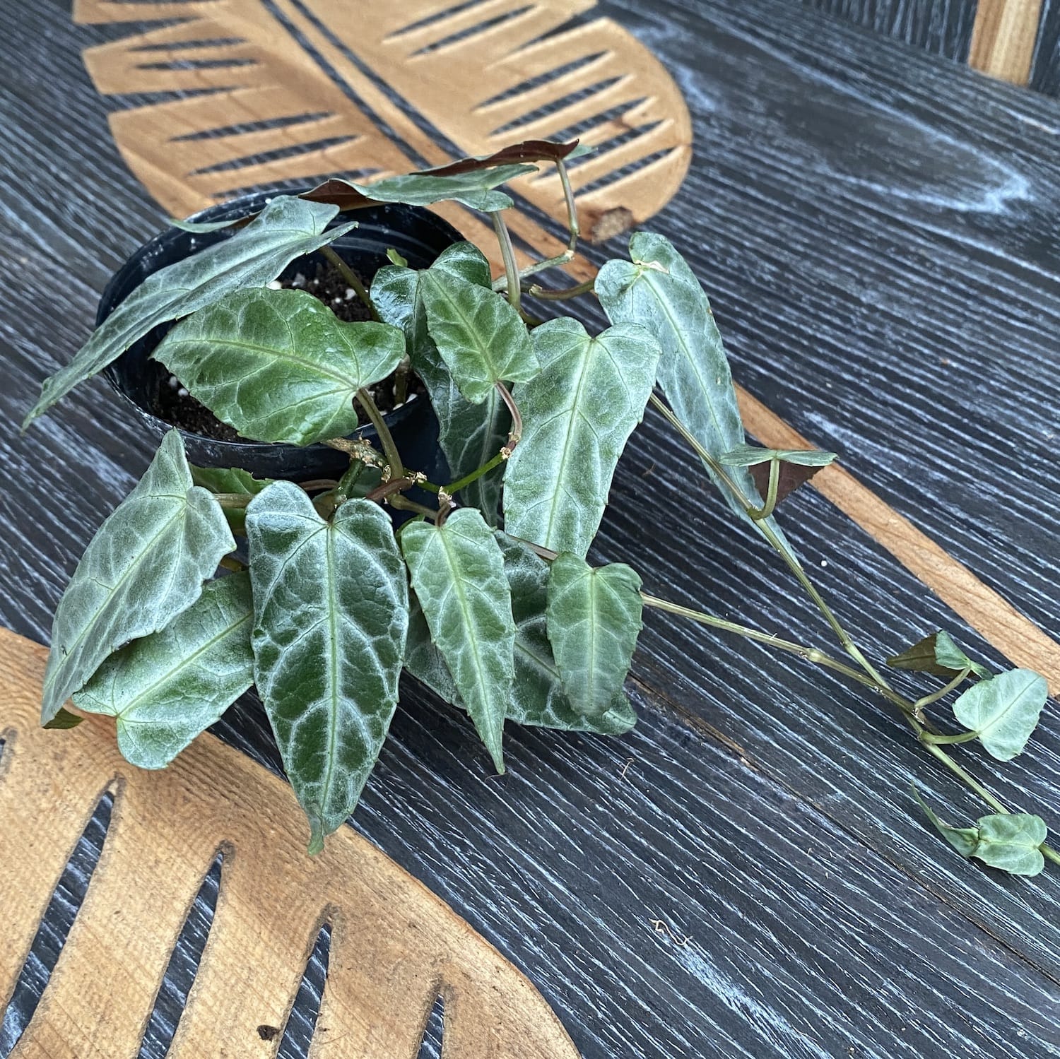 Parthenocissus Amazonica ( Amazon Jungle Vine) - 3 plante/ghiveci