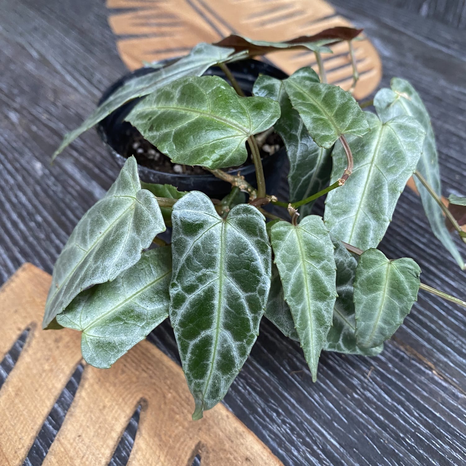 Parthenocissus Amazonica ( Amazon Jungle Vine) - 3 plante/ghiveci