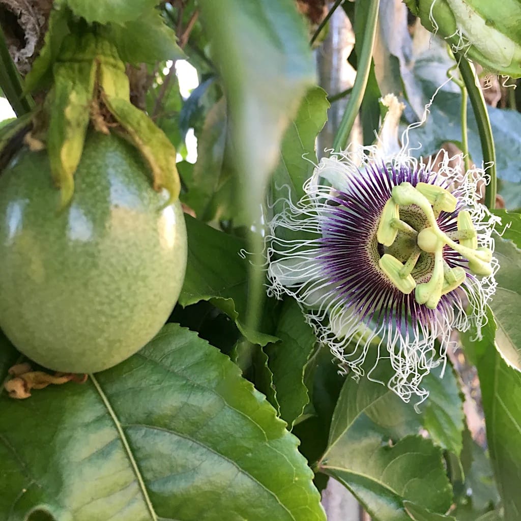 Passiflora edulis 'Frederick'
