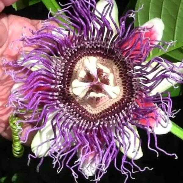 Passiflora edulis 'Purple Giant' - passion flower (edible fruits)