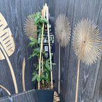 Passiflora 'Beauty of Hannover' (szenvedélyvirág)