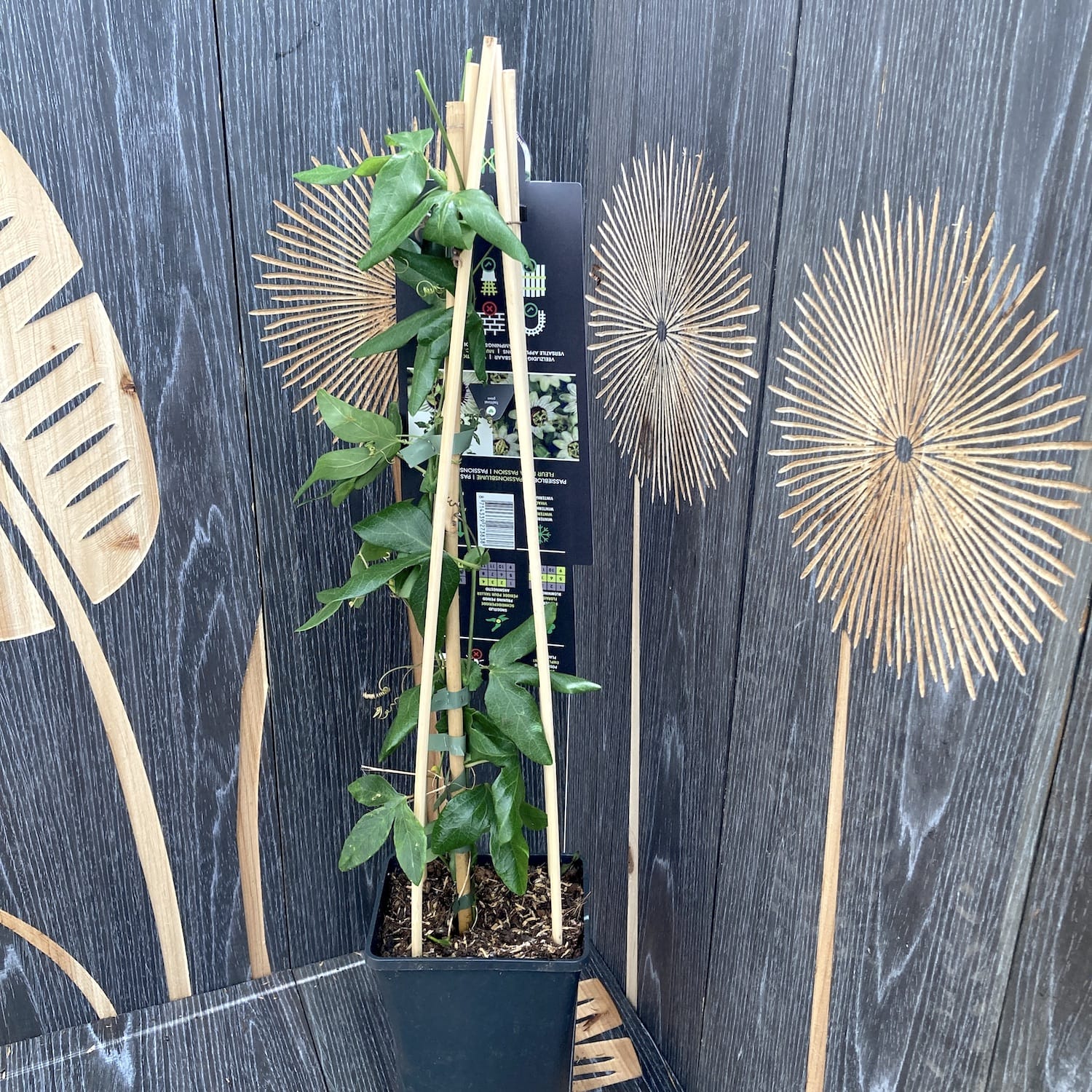 Passiflora 'Beauty of Hannover' (floarea pasiunii)