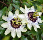 Passiflora 'Beauty of Hannover' (szenvedélyvirág)