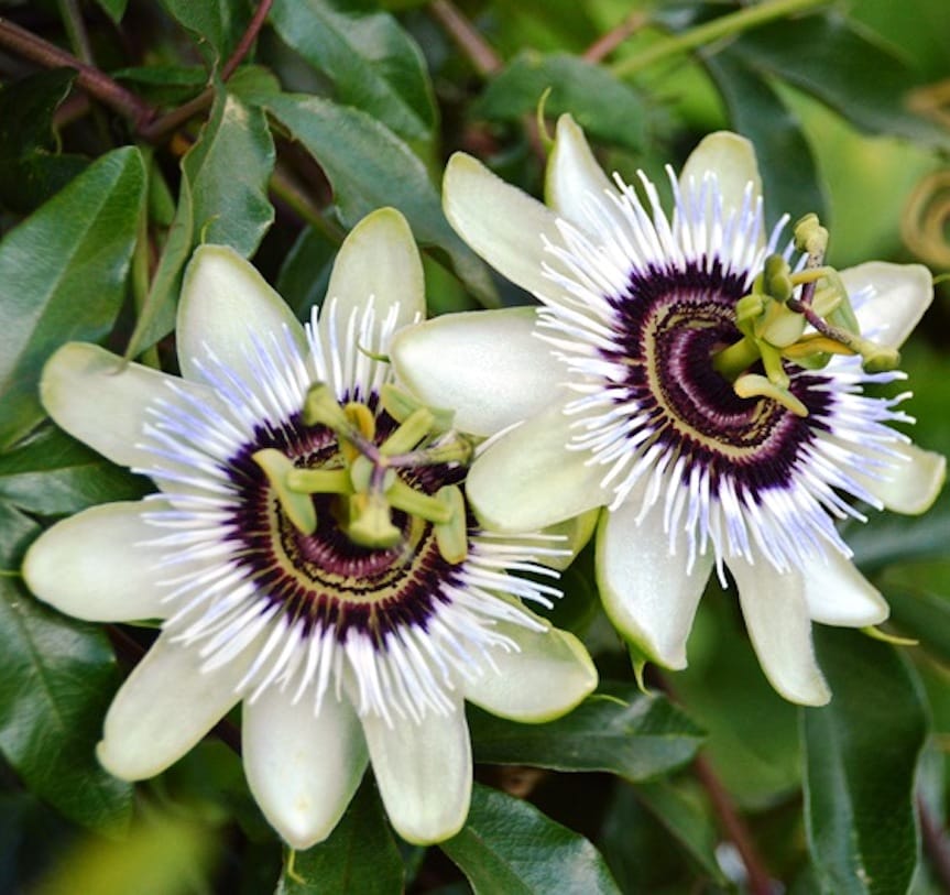 Passiflora 'Beauty of Hannover' (floarea pasiunii)