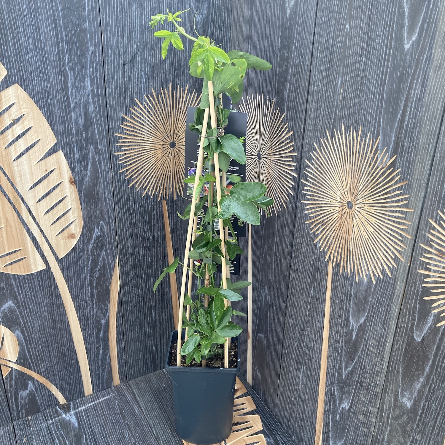 Passiflora 'Purple Rain' (floarea pasiunii)