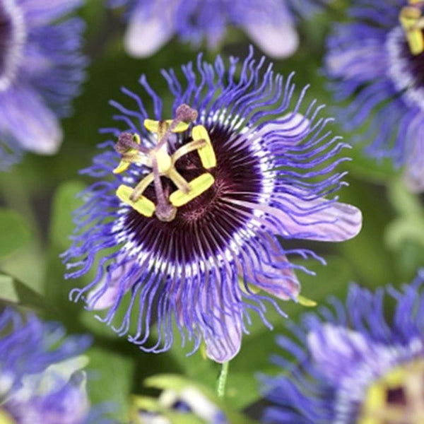 Passiflora 'Purple Rain' (passion flower)