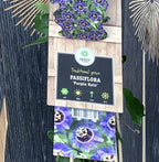 Passiflora 'Purple Rain' (Passionsblume)