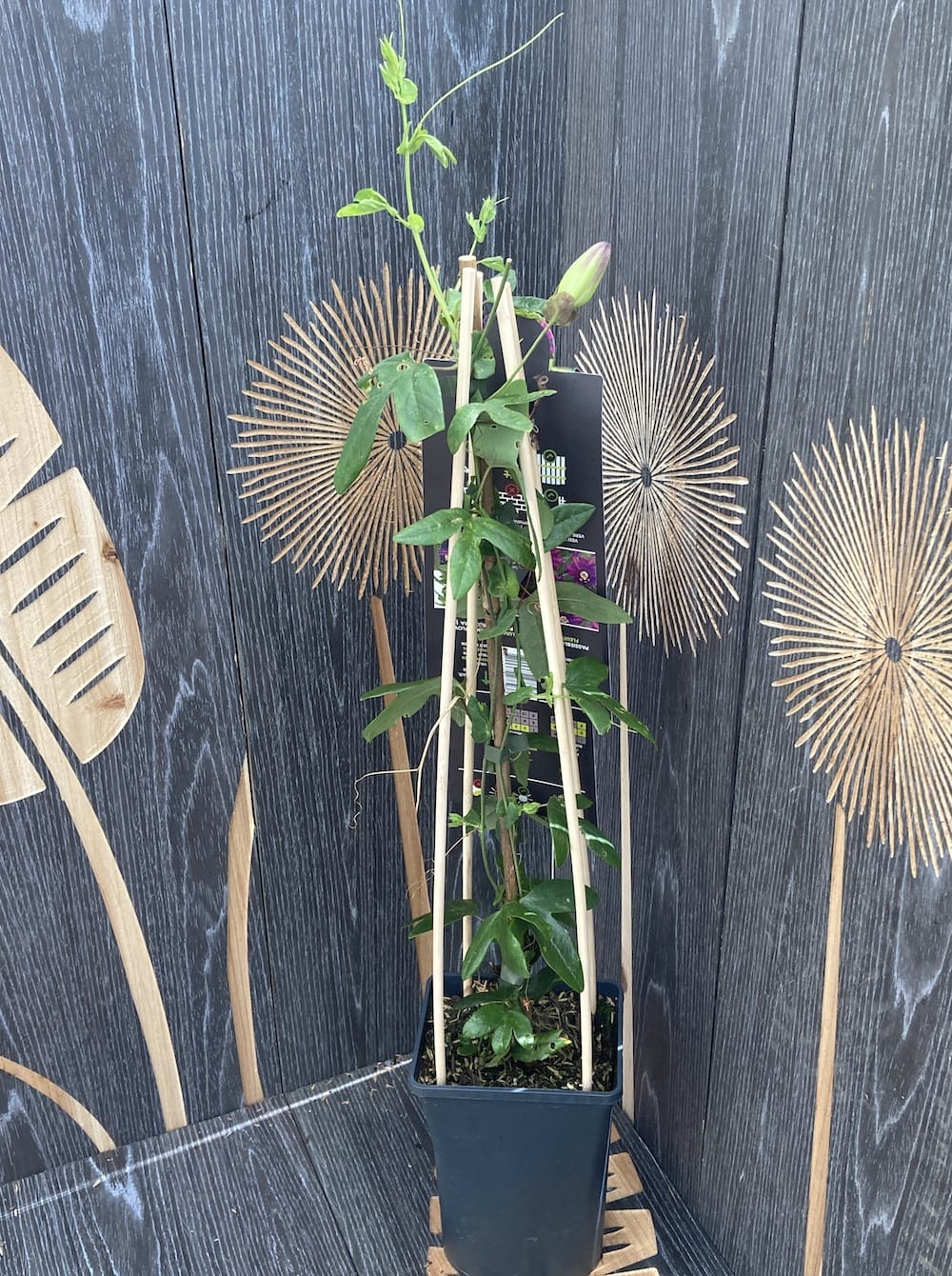 Passiflora 'Beervelde' (floarea pasiunii)