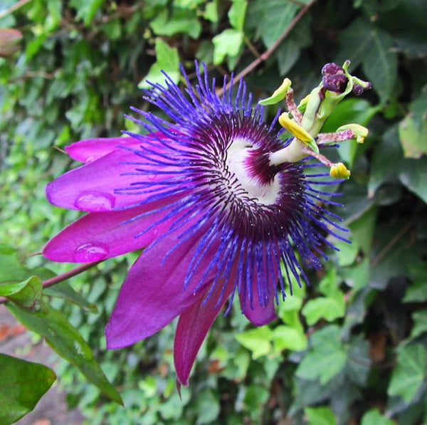Passiflora 'Beervelde' (floarea pasiunii)