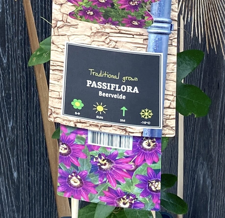 Passiflora 'Beervelde' (floarea pasiunii)