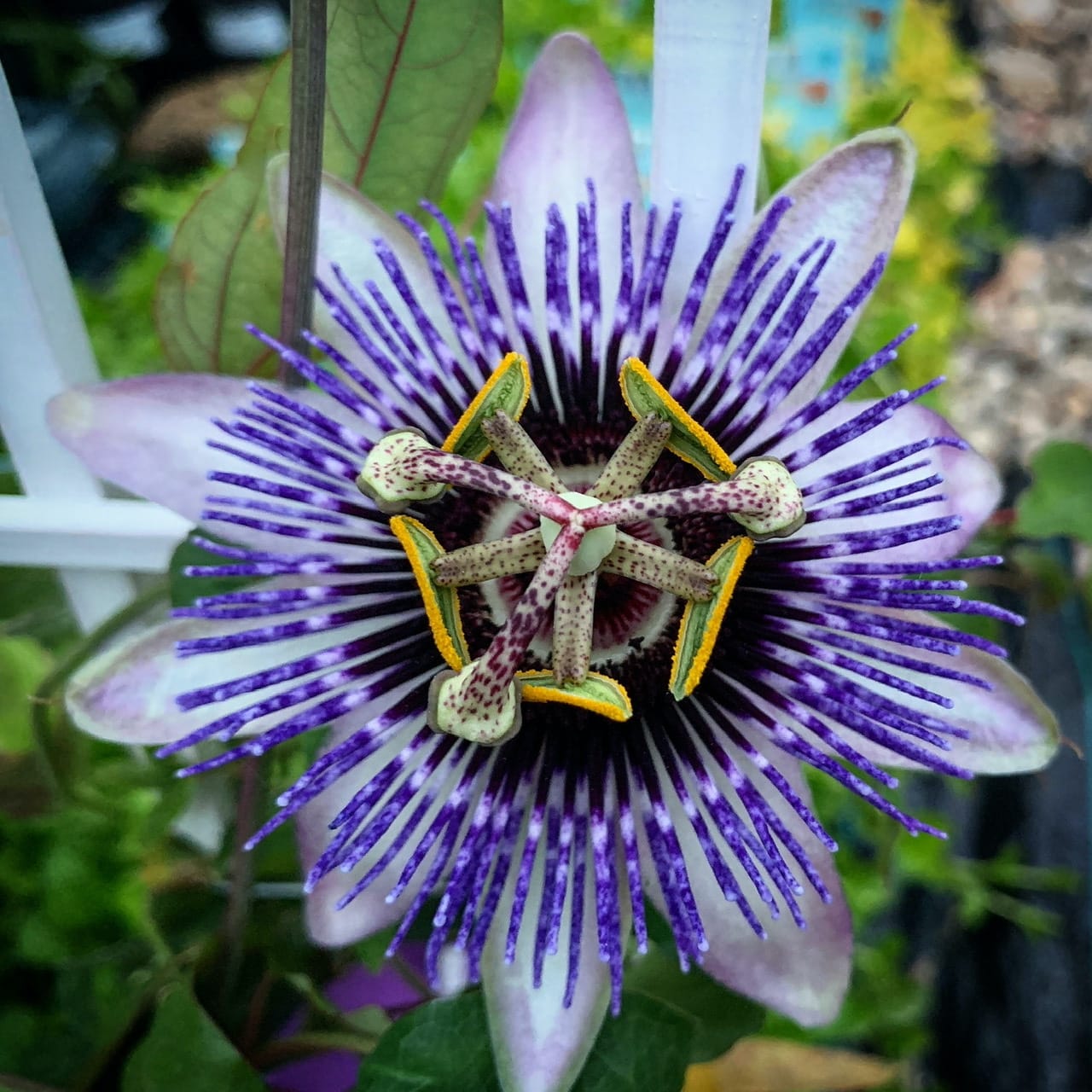 Passiflora 'Damsels Delight' (floarea pasiunii)