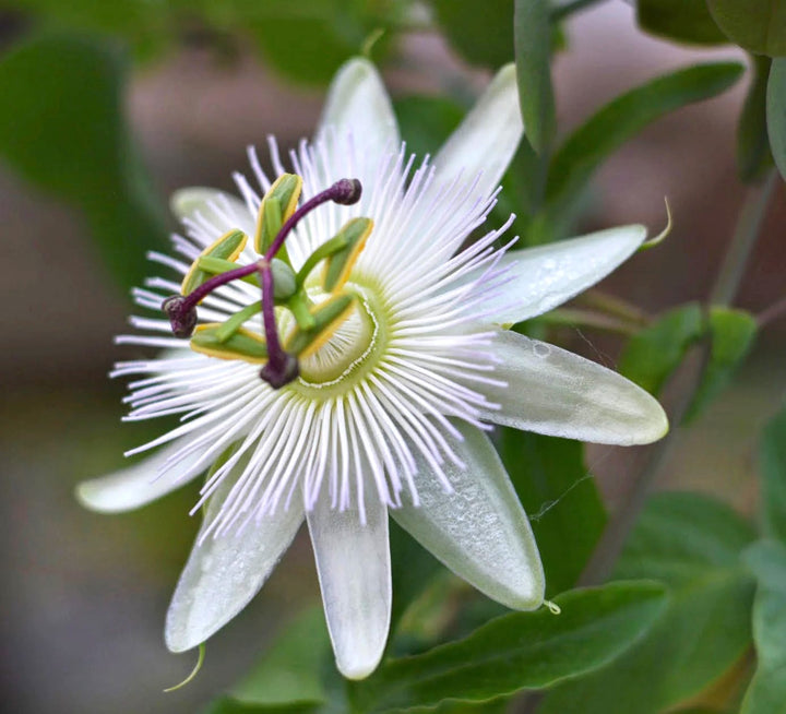 Passiflora caerulea 'Constance Elliott'