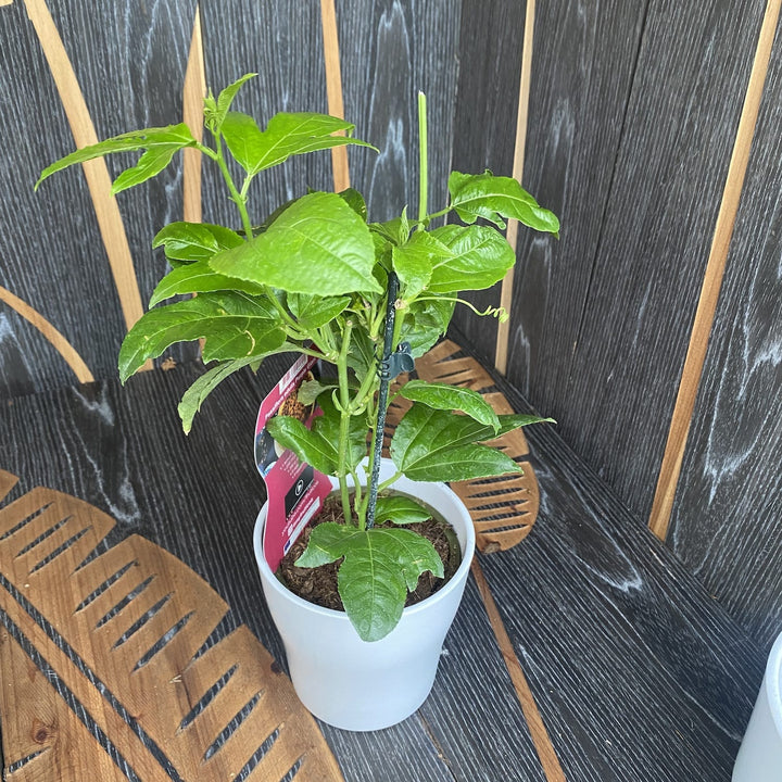 Passiflora edulis 'Purple Giant'