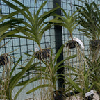 Pda. Paksorn miris (Pda. Mimi Palmer × Vanda insignis)