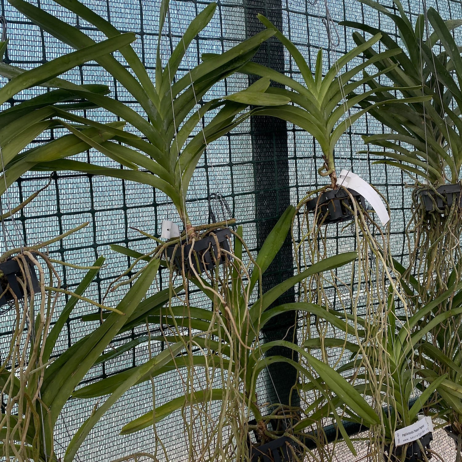 Pda. Paksorn Duft (Pda. Mimi Palmer × Vanda insignis)