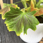 Pelargonium Vario Geranio 'Vancouver' (gerani con foglie colorate)