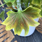 Pelargonium Vario Geranio 'Vancouver' (gerani con foglie colorate)