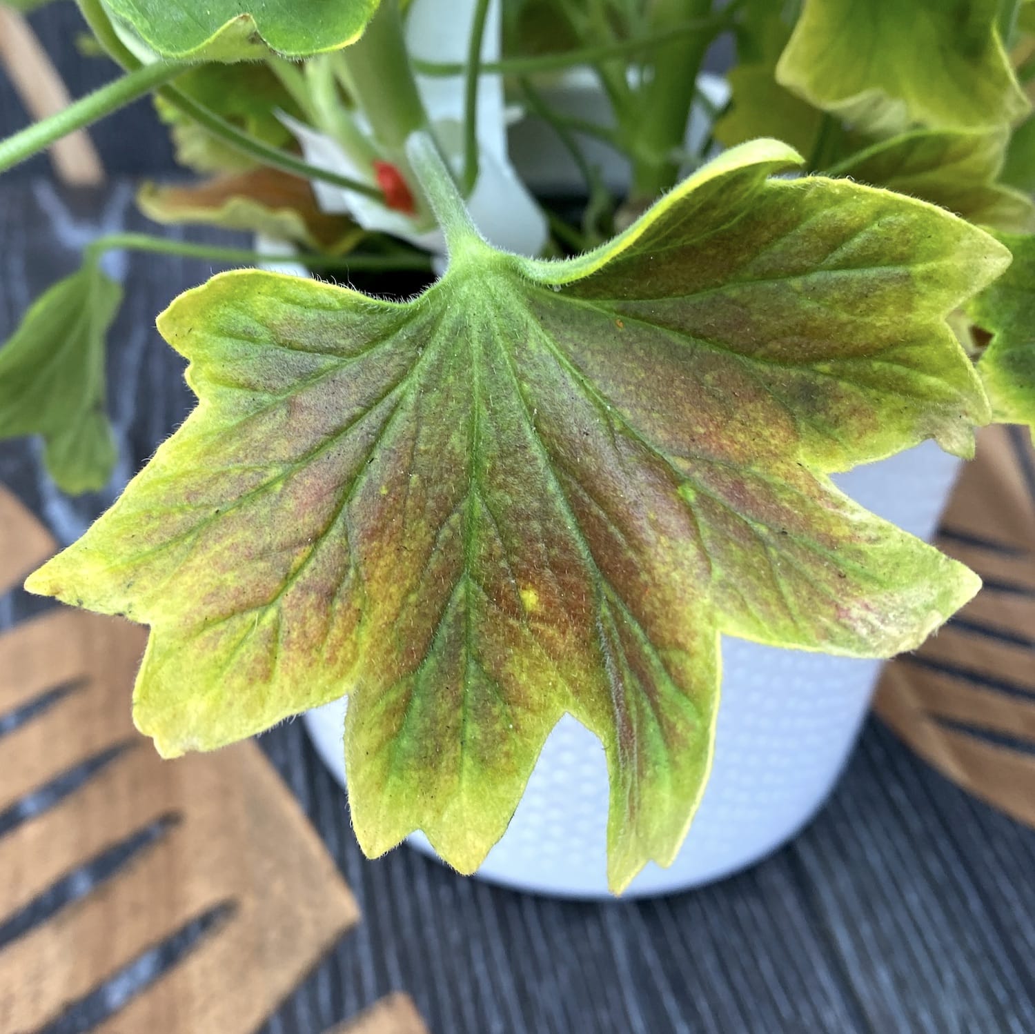 Pelagonium Vario Geranio 'Vancouver' (muscate cu frunze colorate)