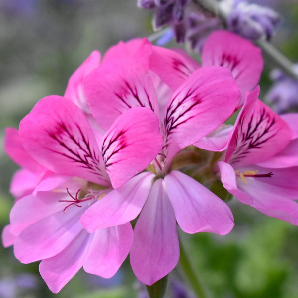 Muscate antitantari parfumate - Pelargonium Pink Capitatum