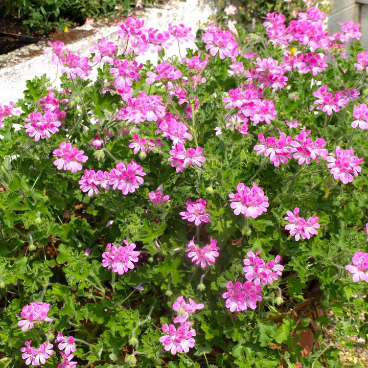 Muscate antitantari parfumate - Pelargonium Pink Capitatum