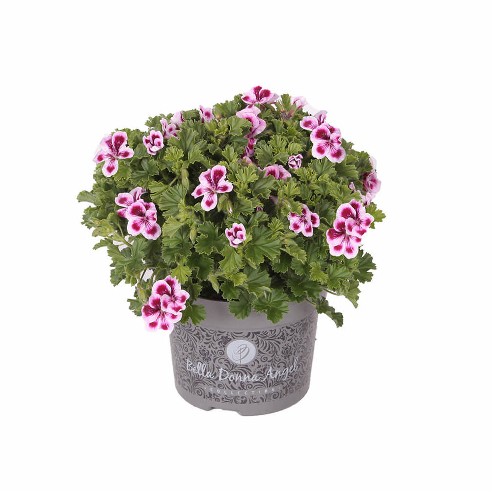 Muscate - Pelargoniums Angel Joy