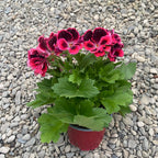 Pelargonium Don Diego - Muscate englezesti