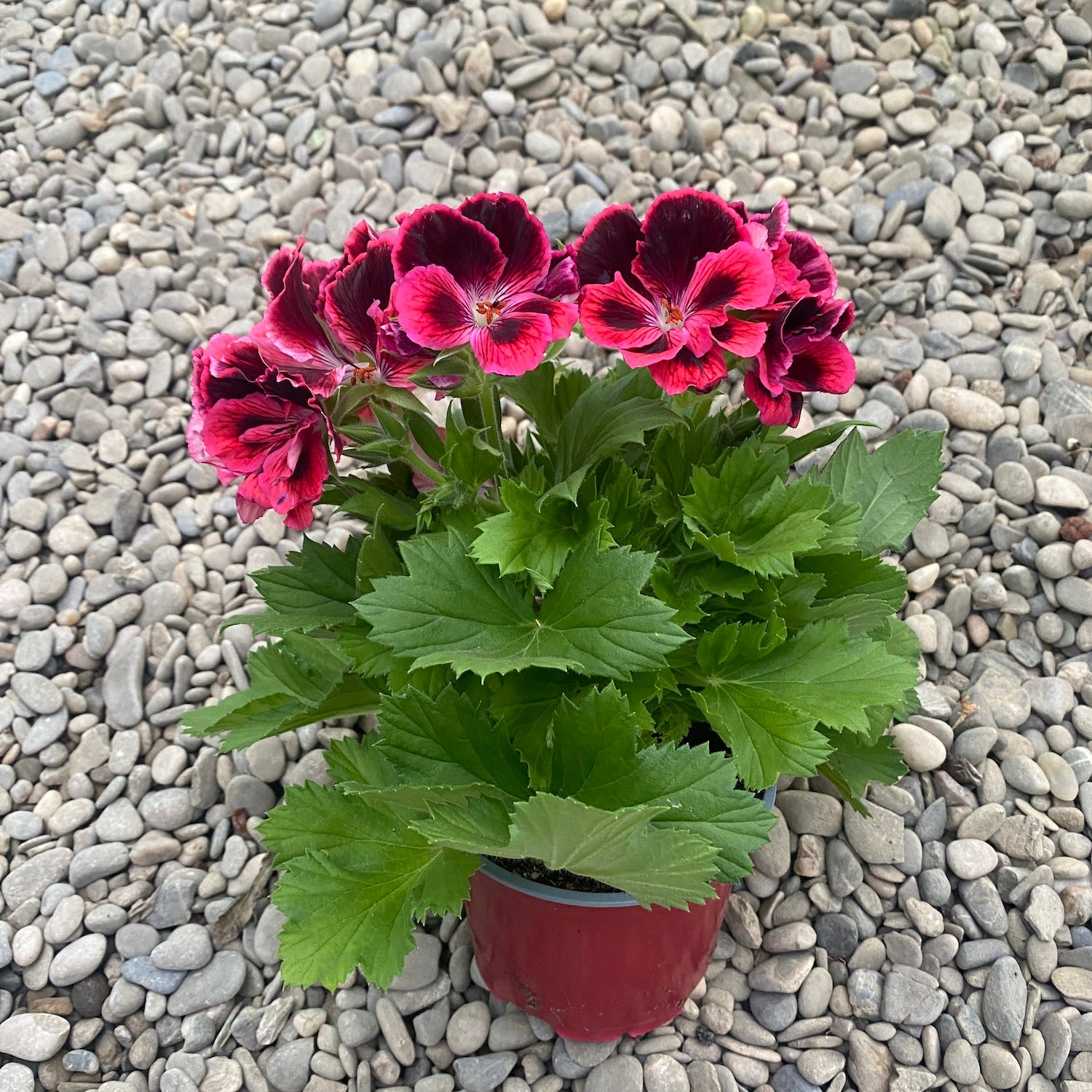Pelargonium Don Diego - Muscate englezesti